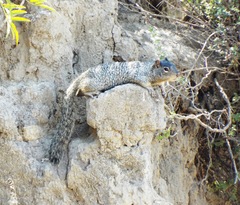 Otospermophilus variegatus