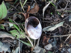 Helix lucorum