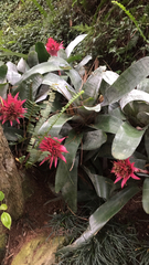 Aechmea fasciata