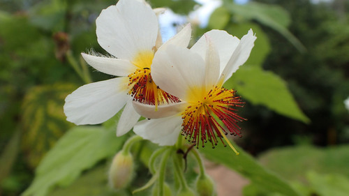 Sparrmannia africana