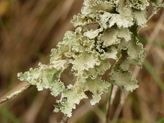 Parmotrema hypoleucinum
