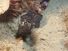 Phallusia fumigata