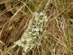 Parmotrema hypoleucinum