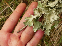 Parmotrema hypoleucinum