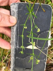Galium gaudichaudii