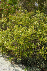 Lithraea brasiliensis
