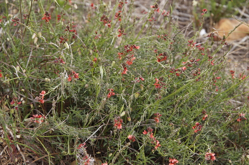 Image of Indigofera complanata by (c) Tony Rebelo, some rights reserved (CC BY-SA)