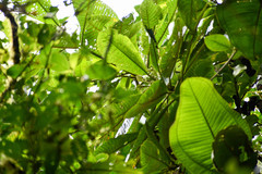 Actinidiaceae
