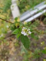Lantana velutina