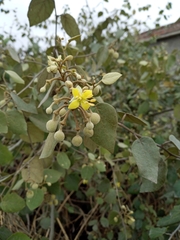 Capparicordis crotonoides