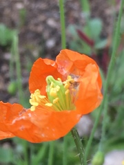 Papaver californicum