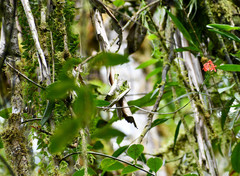 Epidendrum cochlidium