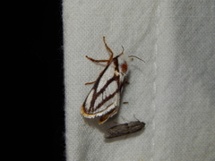 Parapluda invitabilis