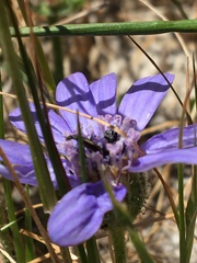 Felicia heterophylla