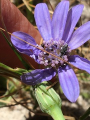Felicia heterophylla