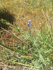 Lupinus polycarpus