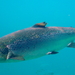 Atlantic Salmon - Photo (c) 
Hans-Petter Fjeld, some rights reserved (CC BY-SA)
