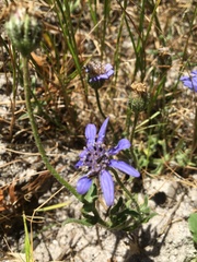 Felicia heterophylla