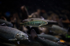 Salmon photo 6
