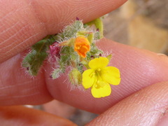 Camissoniopsis robusta