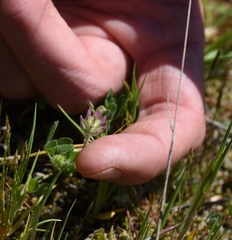 Trifolium microcephalum