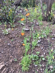 Papaver californicum
