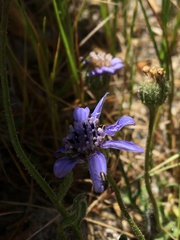Felicia heterophylla