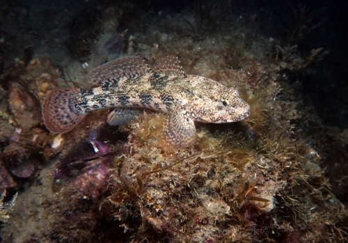 Giant Goby, photo 6 of 10
