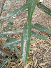 Colicodendron scabridum