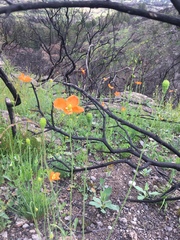 Papaver californicum