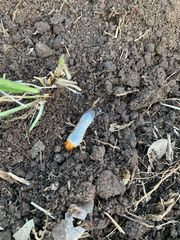 Dichotomius colonicus