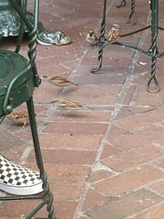 Passer domesticus