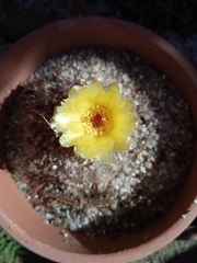 Parodia scopa