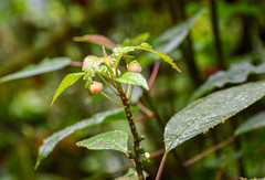 Burmeistera multiflora