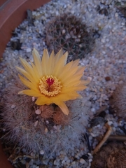 Parodia scopa