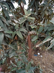 Colicodendron scabridum