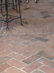 Passer domesticus