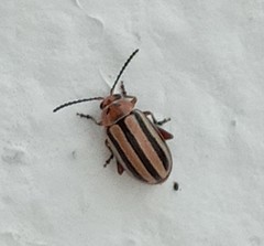 Disonycha leptolineata