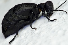 Meloe mediterraneus