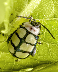Alagoasa scissa