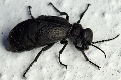 Meloe mediterraneus