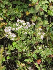 Symphyotrichum elliottii