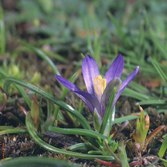 Romulea insularis