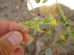 Camissoniopsis robusta