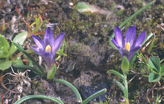 Romulea insularis