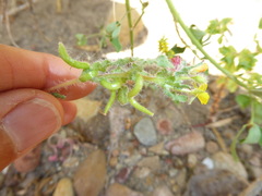 Camissoniopsis robusta