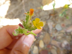Camissoniopsis robusta