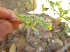 Camissoniopsis robusta