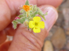 Camissoniopsis robusta