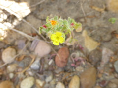 Camissoniopsis robusta